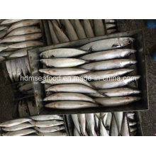 New Fish Mackerel (300-500g)